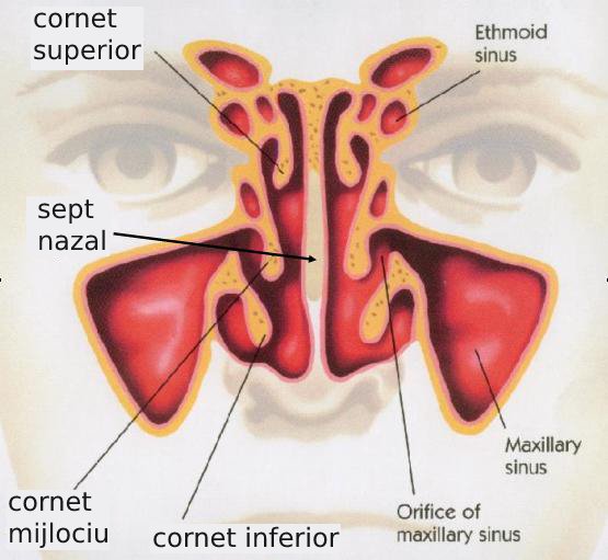 anatomia nasului